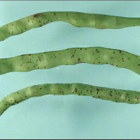 thumbnail for publication: Alternaria Leaf and Pod Spot of Snap Bean in Florida